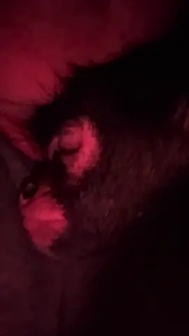 Just in case you have ever wondered what a monkey sounds like when they are asleep! I’m pretty sure she’s having sweet dreams cause she keeps doing the puttputts ! #fyp #monkey #snoring #foryoupage #sanctuary @The Dodo @Joey Davis Music @Polaris Off Road @John Deere @Theo Von 