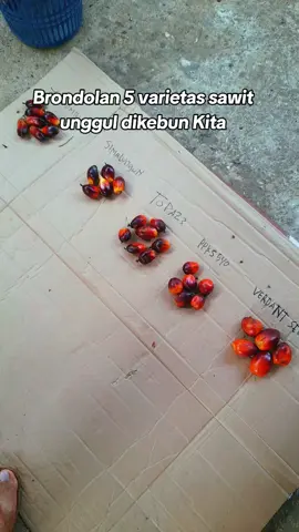 Spil 5 varietas yg kita tanam. #verdantselect #topaz #540 #simalungun #yangambi 