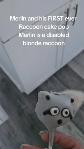 #raccoonsoftiktok🦝 #raccoonbaby #raccoonlove #raccoonlife #raccoonpet 