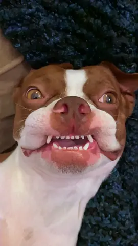Zonked 😵‍💫 When the ‘medicine kicks in,’ Bowser’s face says it all. A Boston Terrier caught in his goofiest, most spaced-out moments, serving up a collage of stares, side-eyes, and zonked-out comedy gold. This funny dog video is packed with Boston Terrier memes, hilarious pet reactions, and over-the-top expressions that every dog parent can relate to. If you love funny dog faces, pet memes, or just need a laugh today — Bowser’s got you covered. #dogsoftiktok #funny #meme #dog #comedy 