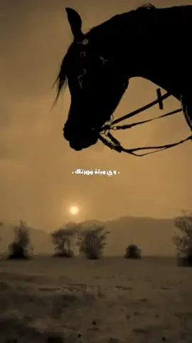 صفره رويحتي يالشوفتك ماي🤎.. #سيد_فاقد_الموسوي #ابن_غريب  #ياصاحب_الزمان💔 #ياعلي_بن_موسى_الرضا💔 #يا_أبا_الفضل_العباس💔 