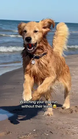 Free as a bird…🥺🥺🥺 #goldenretrieversoftiktok #dogsoftiktokviral #goldenretriever #goldenretrieverlife #dogsoftiktok 