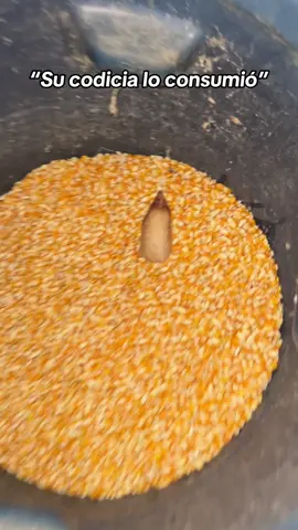 #pollo #codicia#maiz #viral #videoviral  SE DEJÓ LLEVAR POR SU PROPIA HAMBRE 