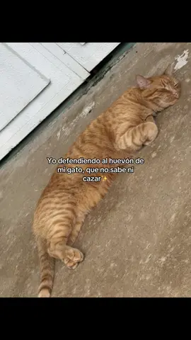 #gato #cazar #foryou #cat #foryoupage 