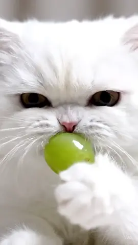 Cat asmr 😽 #cutecat #fyp #tiktokviral #asmr #cat 