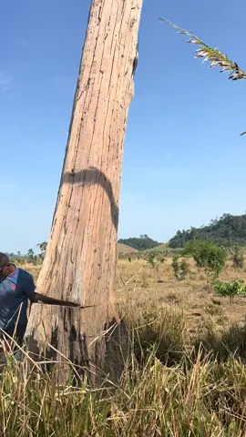 Cumarú ferro ##naodesista #tictok #pressao #trabalhoduro #tictok 