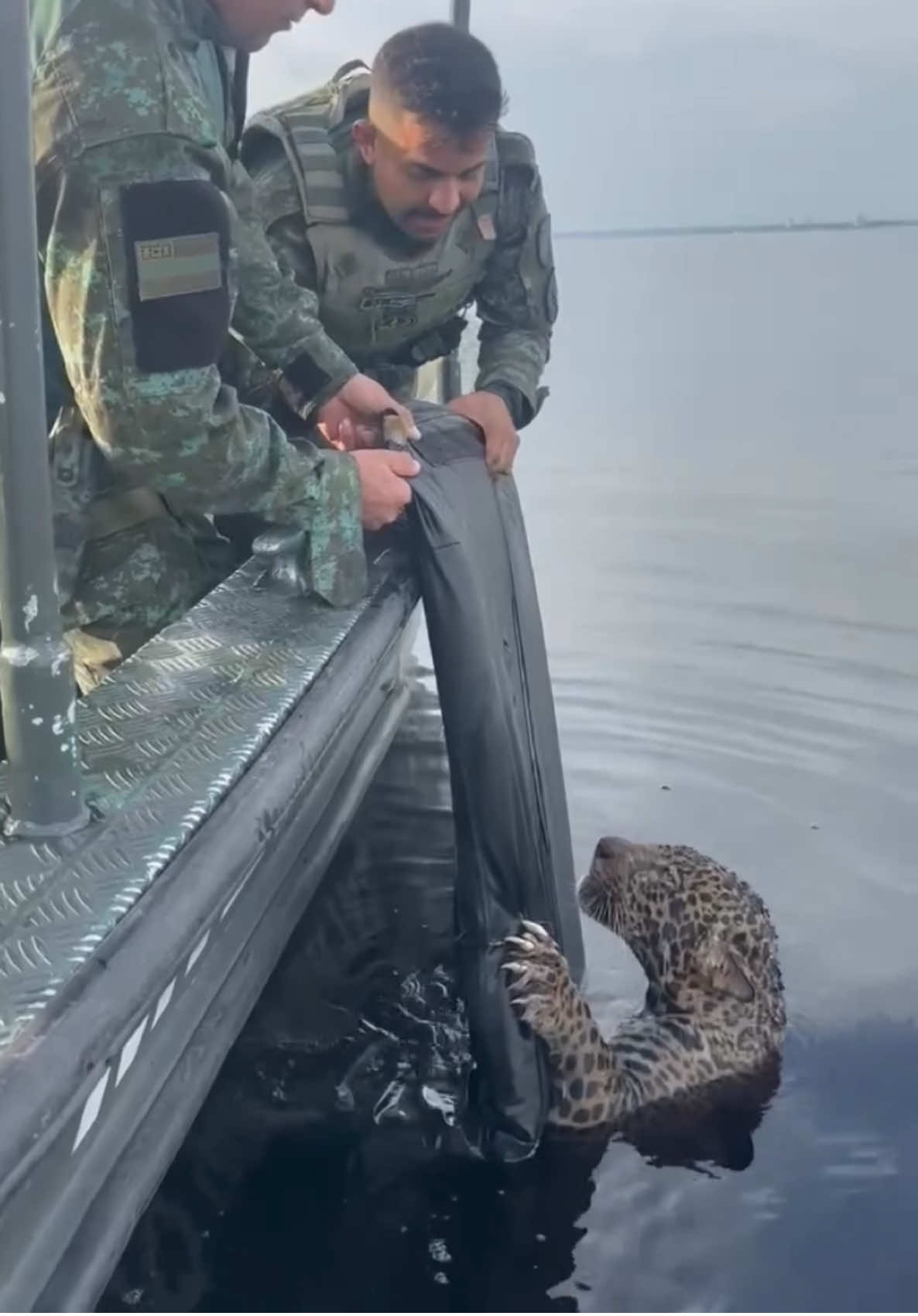🐆 Rescatan a una onza que intentaba cruzar un río en el Amazonas 🌊 Una misión diferente en Río Negro: la Policía Militar del Amazonas (PMAM), a través del Batallón Ambiental, atendió el reporte de una onza que intentaba cruzar el río y se encontraba en grave estado de desnutrición. Con el apoyo de la Secretaría de Protección Animal (Sepet) y un especialista felino, los oficiales lograron rescatar al animal con éxito y trasladarlo para recibir atención médica. #Brazil #animalsurvival #jaguar 