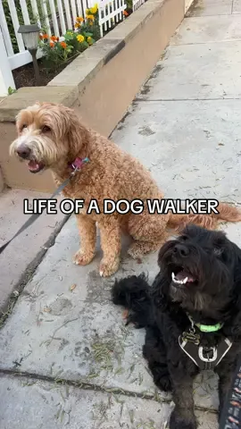 First dog walk in the books! 🐶 #dogwalker #dogwalking #dogwalkersoftiktok #rover #southbayla 