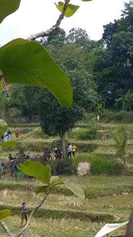 #dugongbersatu🐕 #adubagong🐗🐕 #sunda #sasakjeroarena #adubagongsumedang 