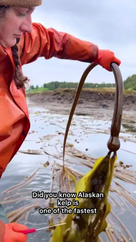 Did you know Alaska grown kelp is one of the fastest growing organisms on the planet? 