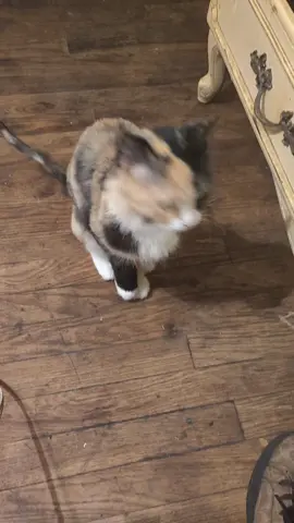 #emm #calico cat 🐈😺