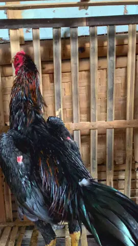 Pemula, izin para suhu🙏🏻😁#lewatberanda #fyp #ayamhias #salamsatuhoby #ayambangkok @DK406☕️