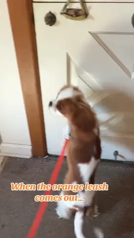 it means time to RUNNNN #cutepuppy #fall #cavalierkingcharles #dogsoftiktok #zoomies 