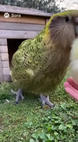 #鳥 #可愛い #かわいい動画 #おもしろ動画 