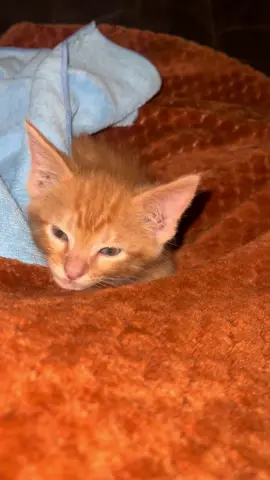 #PaidPartnership #LIVEwithlowfollowers #LIVEIncentiveProgram 