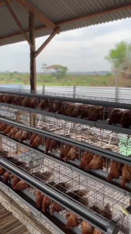 🐔 #peternakmuda #pullet #ayampetelur 