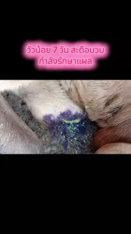 ลูกวัว7วัน#คนเลี้ยงวัว #คนรักวัว 