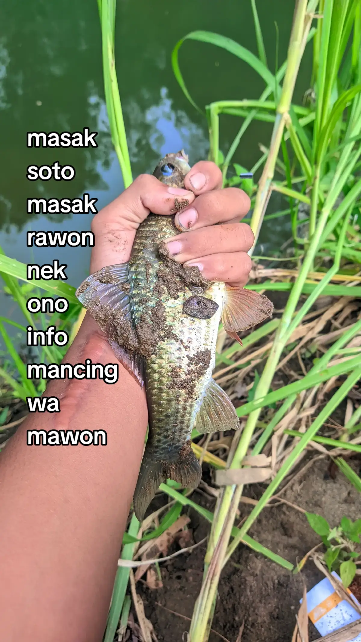 info mawon#mancingnilembabon #antiboncos #infomancing 