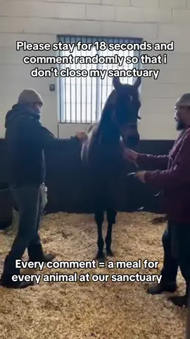 POV: You stayed so thati can afford to pay unpaid food bills for our animals at the sanctuary….💔 #horserescuers #HorseShelter #HorseStory #EndBigLick #Endanimalabues #ADOPTED #DynamicDuo #JusticeForTWH 