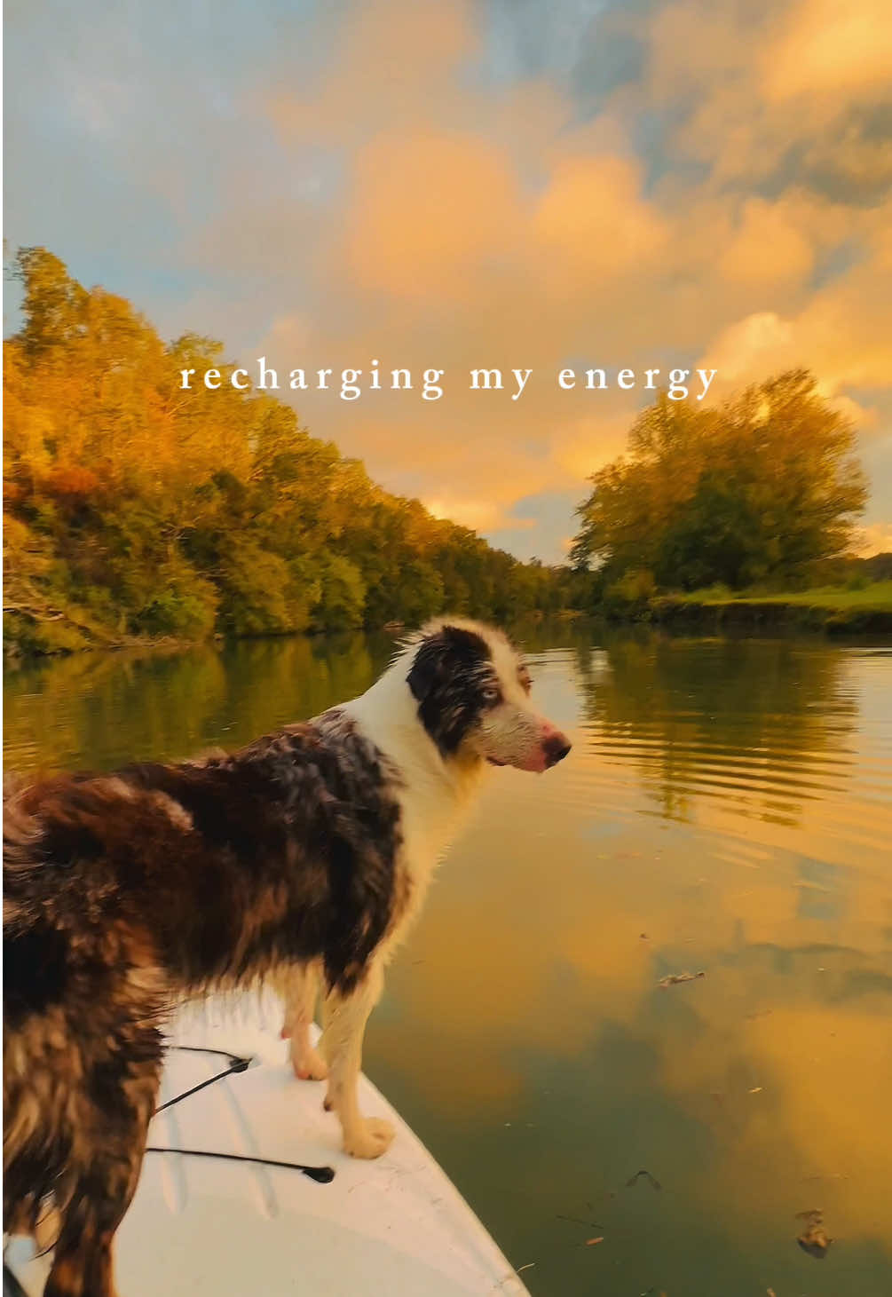 Peace ☮️ #fyp #australianshepherd 