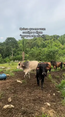 #paratii #gando #caballos #fvy 