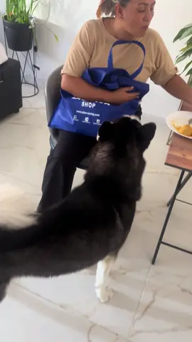 #husky #abuelaperruna #viraltiktok #paratiiiiiiiiiiiiiiiiiiiiiiiiiiiiiii #pomeranian 