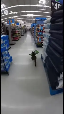 In the middle of Walmart 😺 #fyp #funny #ai #sora #viral 