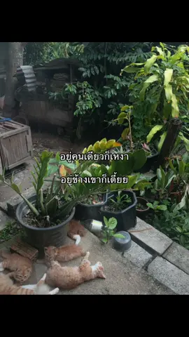 ชิ😓#ยืมลงสตอรี่ได้ #tiktok #fyp #ฟิดดดシ #เติมไฟ 