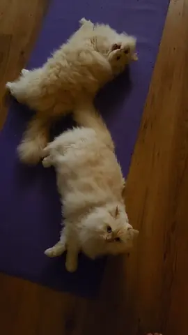 #yoga#persian#ragdoll