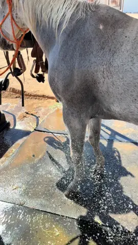 2 elite heeler jackpot roping @Republic Ropes @TenneyTraining-MentalGameCoach #rodeo #teamroping #roping 