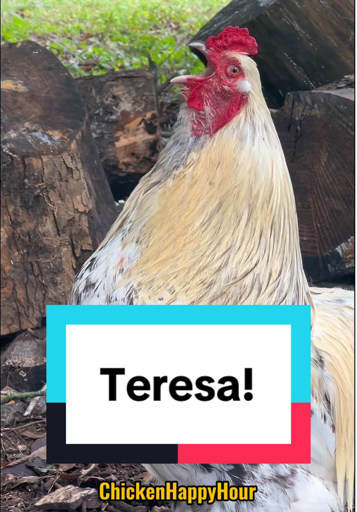 Teresa, Theresa, Frankie the #rooster is calling you! #teresa #chickens #memestiktok #chickenhappyhour  