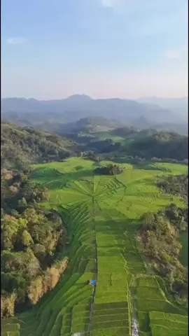 Lingko ratung #lacicarep #deponghomestay #ruteng_manggarai_flores_ntt✨❤️ #nttpride🏝🔥 