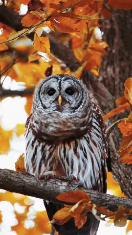 Pretty lady the barred owl