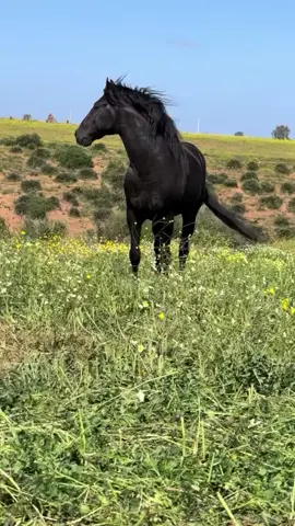 زين فرحان خاصو فالموسم يبان 🐎😍😍 #لدهم_سيد_الخيل #لدهم_لي_كسبو_عمرو_يشوف_لهم♥️ #foryoupage #trend #vivacutapp 