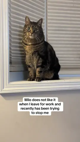He does everything he can to get me to stay😭 #foryou #foryoupage #cats #catsoftiktok #viral 