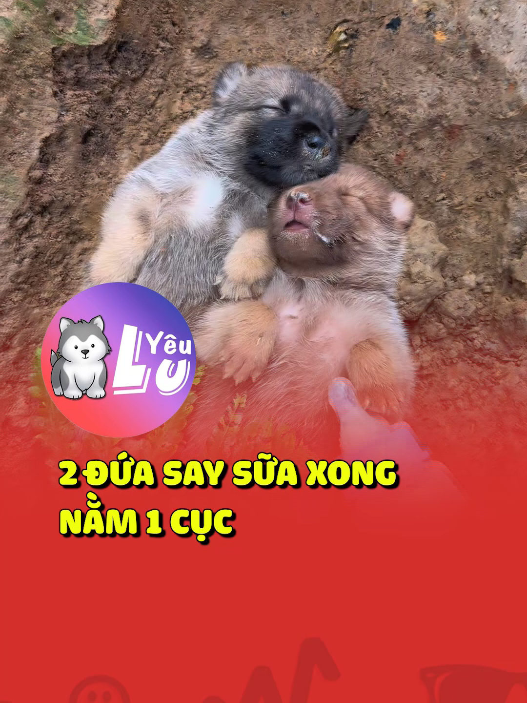 2 đứa say sữa xong nằm 1 cục 😂 #shorts #yeulu