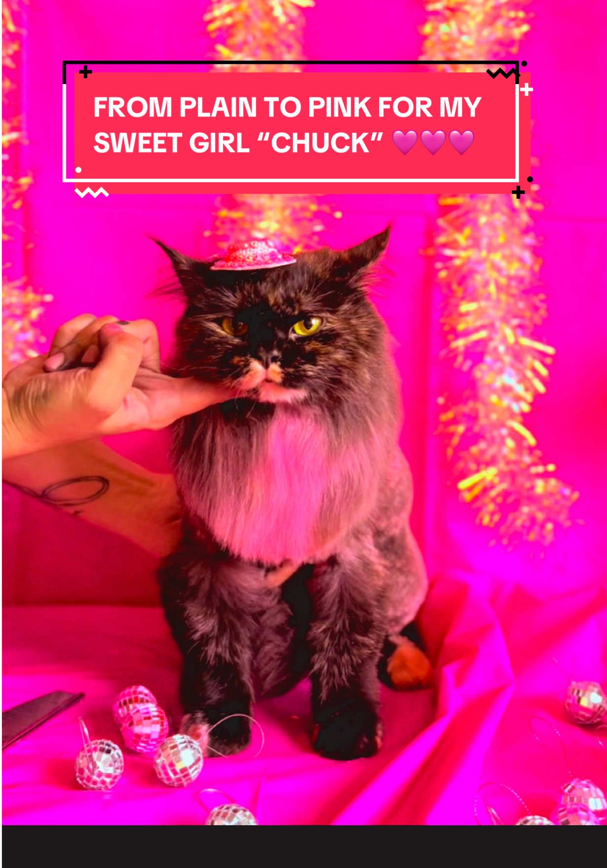 From plain to pink in support of breast cancer awareness this month.🩷🐱🎀 @OPAWZ @Wahl Animal @AGS @ Fame Pet Products @Groomer's Bowtique LLC @Groomer Supply House #CapCut #BreastCancerAwareness #petgrooming #catgrooming #catsoftiktok @lor_mesquita 