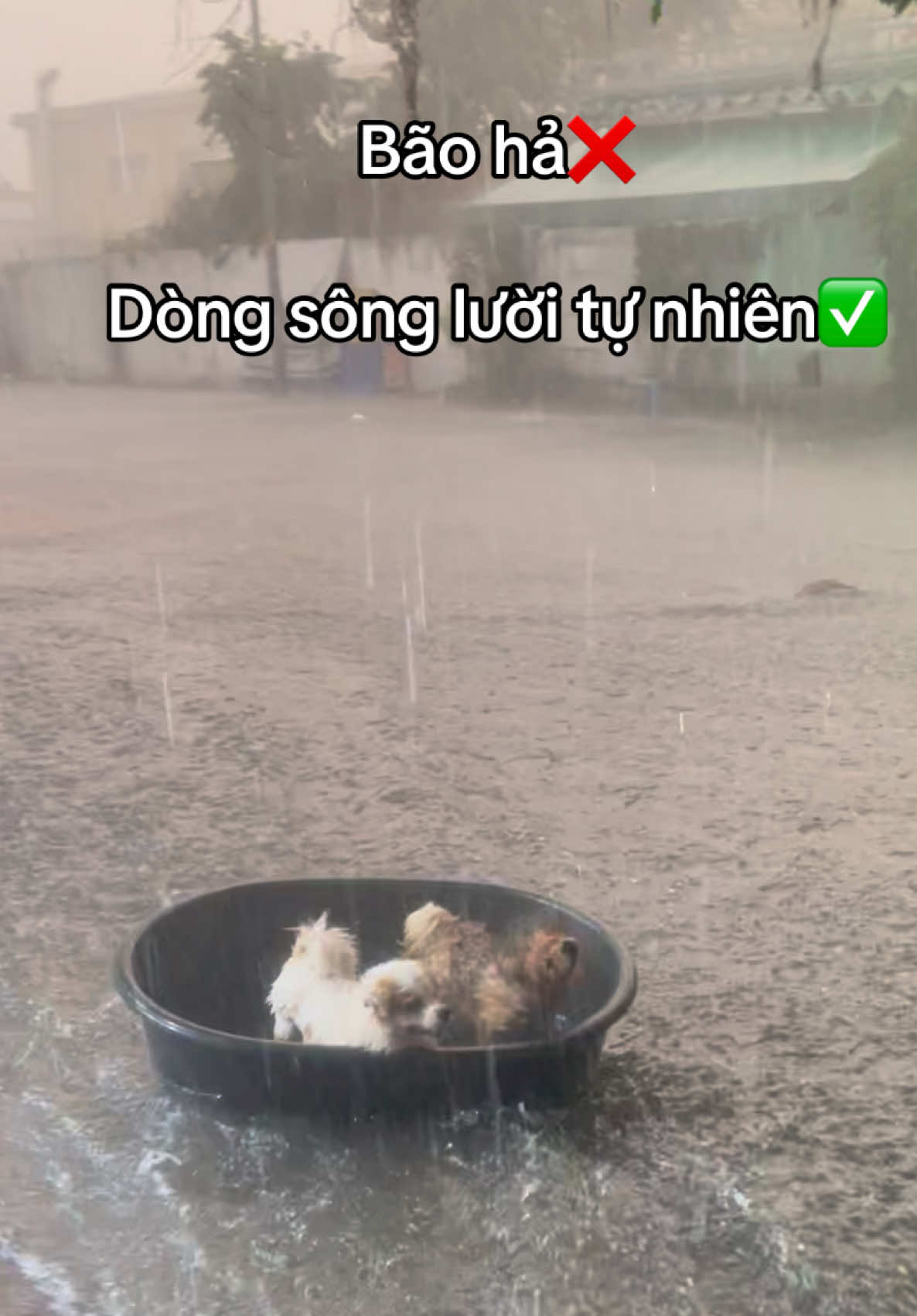 Mưa nhỏ xíu😁 #viral #fpy 