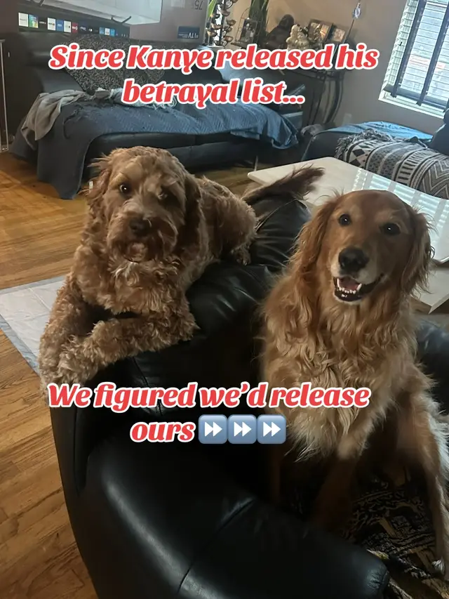 Not to one-up Ye aka Kanye but our betrayal list could drop as an album and still go platinum 💿💔 Ours hit harder #justsaying #cavapoopuppy #goldenretriever #funnydogs #doglover 