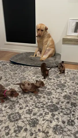Mum what the….helpppp #labrador #dashie #dappledachshund #dachshundsoftiktok #dacshund #dogsofttiktok #viraldogsoftiktok 