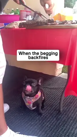 #dog #doglover #dogmom 