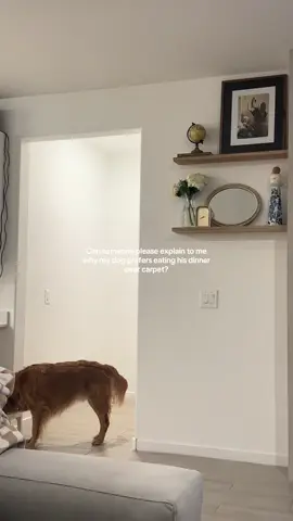 Like should I be concerned? #goldenretriever #goldenretrieverlife #dogsoftiktok #fyp #dogmoms 