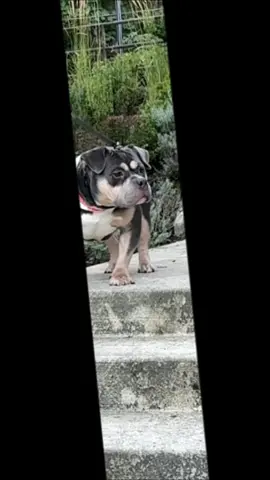 Baddie Milestone (15mo) #fyp #americanbully #pocketbully #bullybreed 