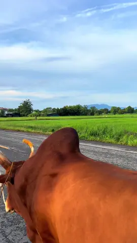 🐂🐂#ค่ายโคปาล์มทองสุโขทัย #ซุ้มรวมใจเพื่อนส_เพิ่มทรัพพย์ 