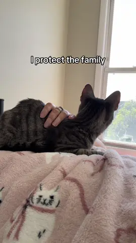 #TSTheLifeofaShowgirl #taylorswift #catsoftiktok 
