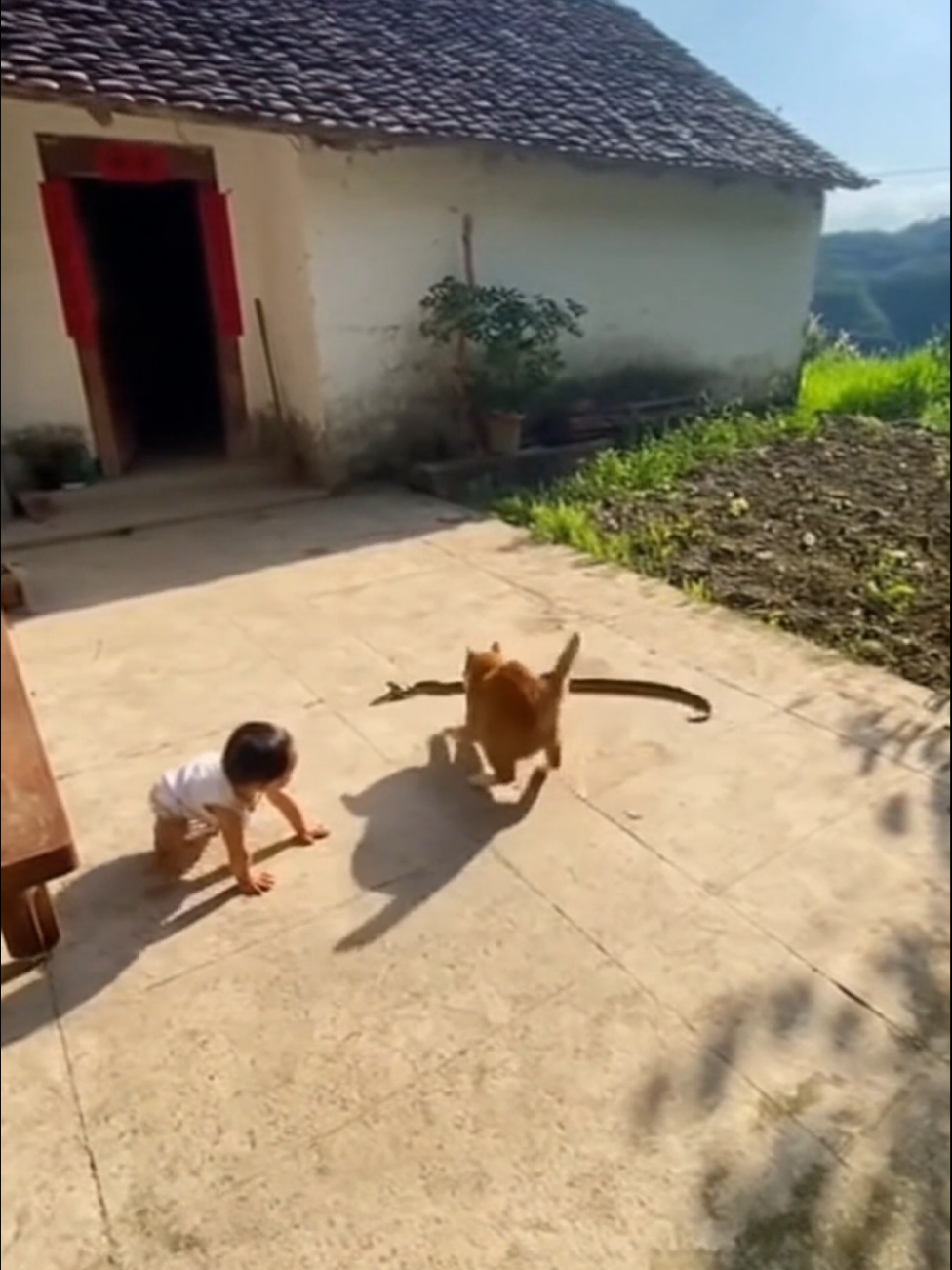 Ninja Cat Snatches Baby from the Jaws of Death! #fyp #catsoftiktok #omg #shocking #rescue 