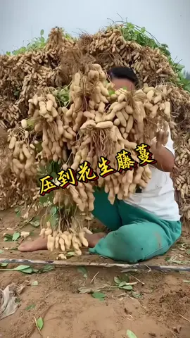 压倒花生增产