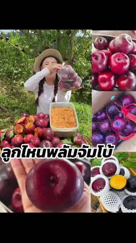 #ลูกไหนพลัม #ลูกไหนพลัมจัมโบ้ 