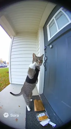 Angry Cute DoorDasher #cat #doordash #sora #angrycat #ring 