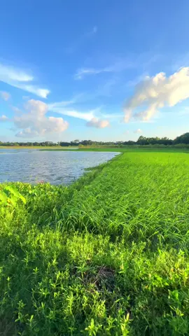 এখন হারিয়ে যাবার সময় ডোন্ট ডিসটার্ব 🇧🇩🎧 #foryoupage #viralvideo #nature #village #viraltiktok 